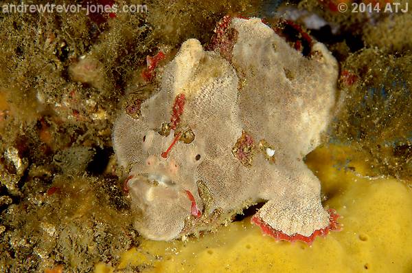 Red-fingered anglerfish, Porophryne erythrodactylus