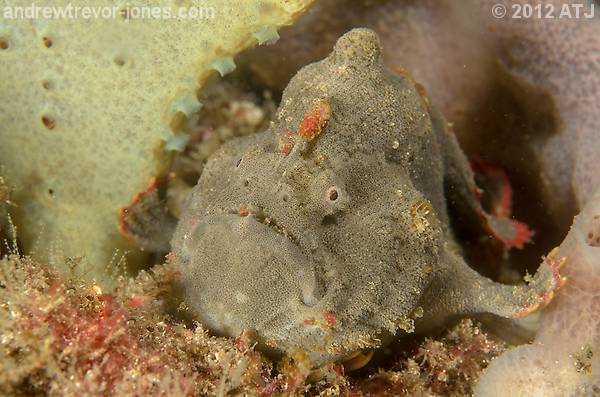 Red-fingered anglerfish, Porophryne erythrodactylus