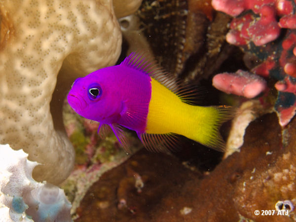 Royal dottyback, Pseudochromis paccagnellae