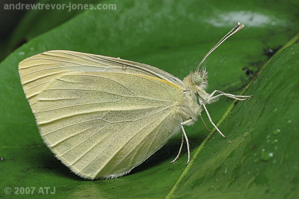 Cabbage white butterfly, Pieris rapae