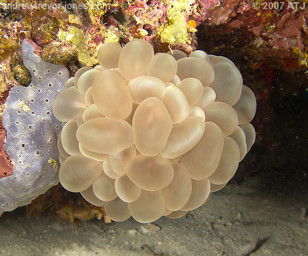 Bubble coral, Plerogyra sinuosa
