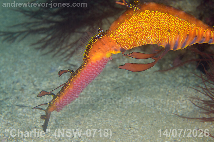 Eggs on Charlie's tail on 14 July 2026