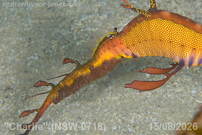 Eggs on Charlie's tail on 15 August 2026