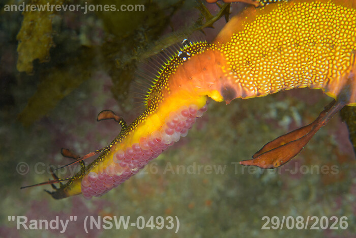 Eggs on Randy's tail on 23 August 2026