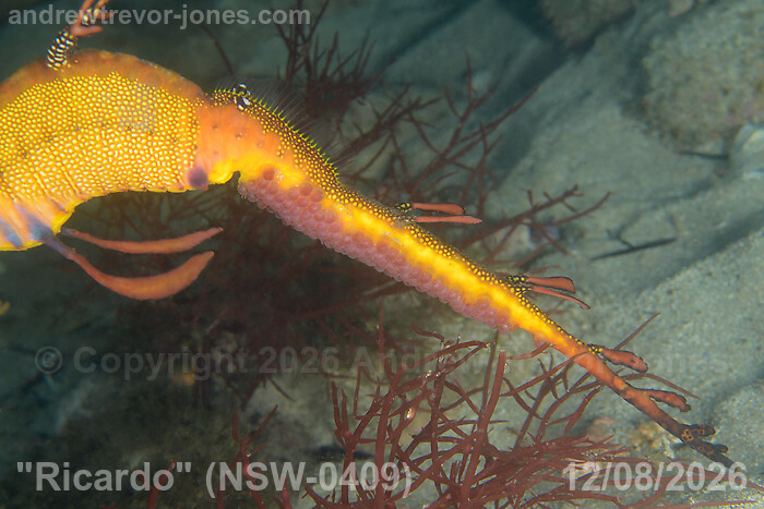 Eggs on Ricardo's tail on 12 August 2026