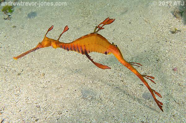 Weedy seadragon, Phyllopteryx taeniolatus