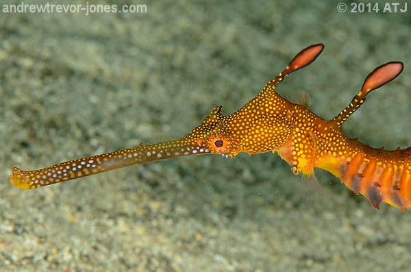 Weedy Seadragons Can Change Their Spots