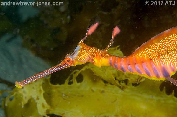 Clyde: A Weedy Seadragon Story