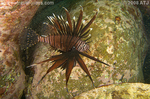 Lionfish, Pterois volitans, at Shelly Beach.