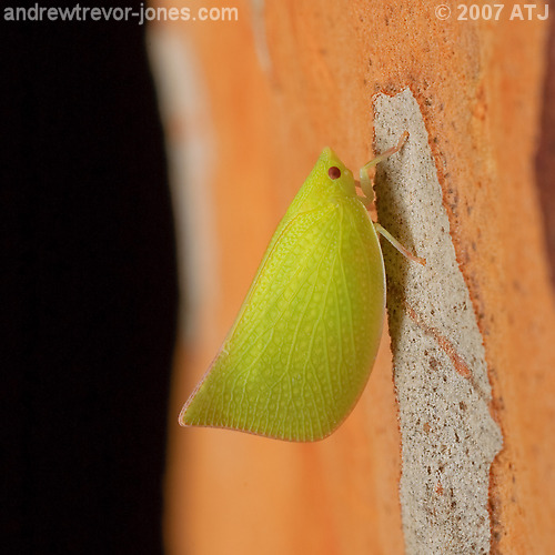 Planthopper, Unknown species