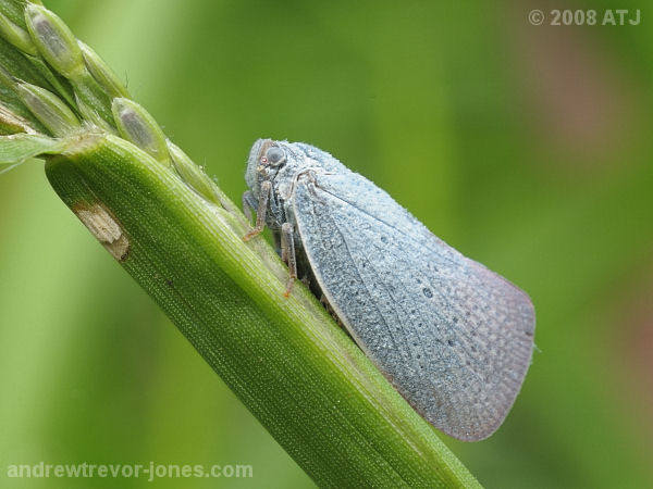 Planthopper, Unknown species