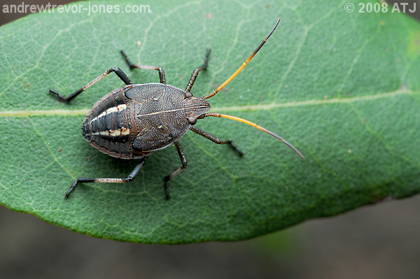 Gum tree shield bug, Poecilometis sp.