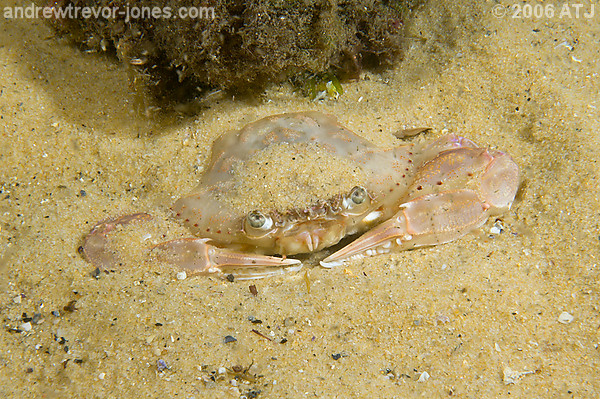 Swimmer crab, Portunes sp.