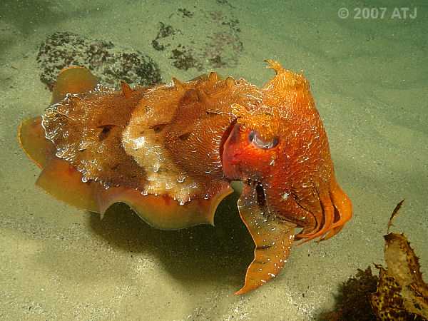 Giant cuttlefish, Sepia apama