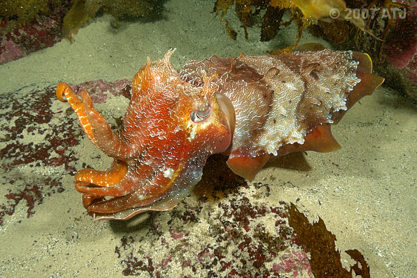Giant cuttlefish, Sepia apama