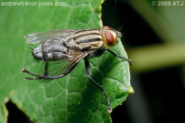 Grey-striped flesh fly, Sarcophaga aurifrons
