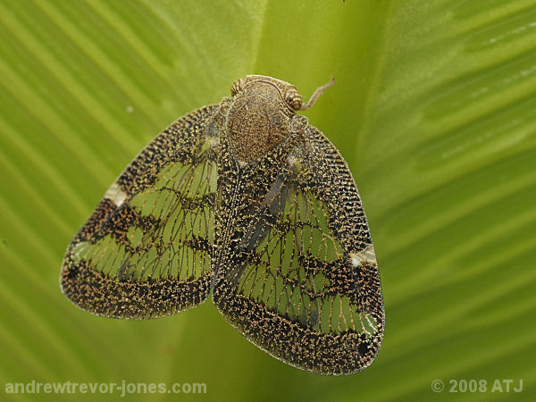 Planthopper, Scolypopa australis