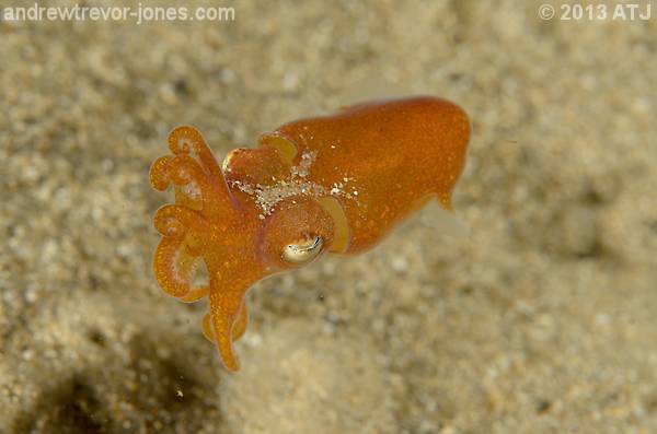 Southern bottletail squid, Sepiadarium austrinum