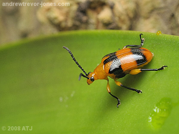 Orchid beetle, Stethopachys formosa