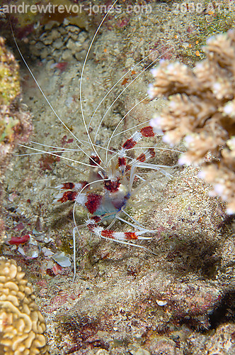 Banded coral shrimp, Stenopus hispidus