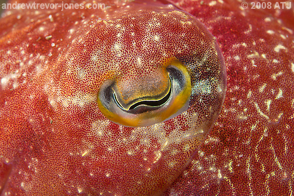 Eye of reaper cuttlefish, Sepia mestus