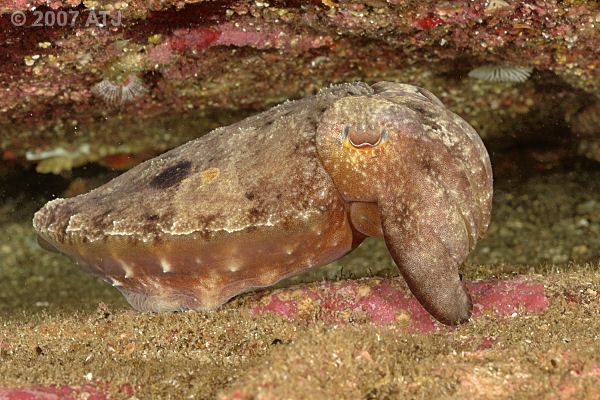Reaper cuttlefish, Sepia mestus