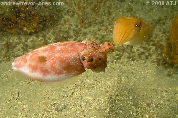 Reaper cuttlefish, Sepia mestus