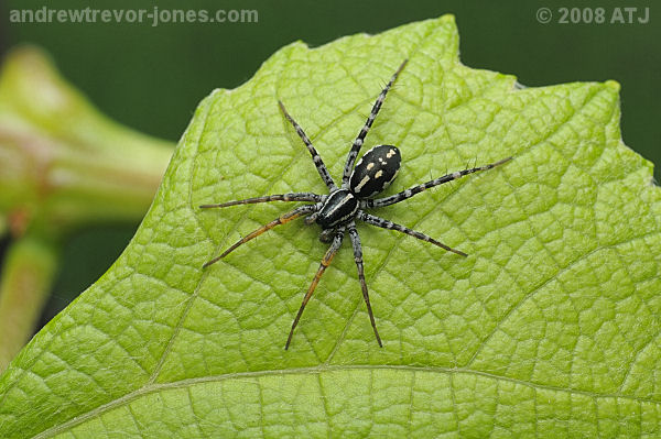 Swift ground spider, Supunna picta