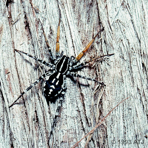 Swift ground spider, Supunna picta
