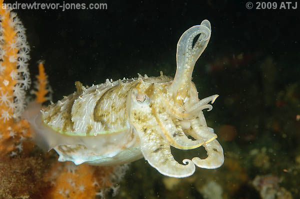 Mourning cuttlefish, Sepia plangon