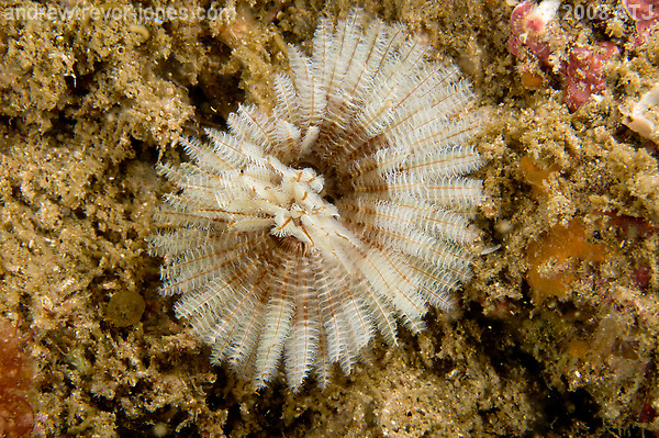 Feather duster worm, Unknown species