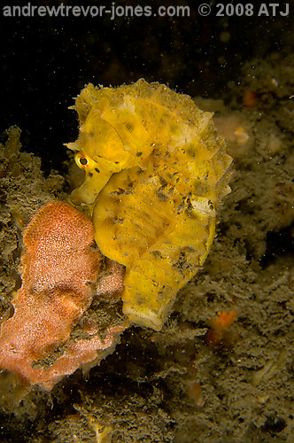 Seahorse, Hippocampus sp., at Chowder Bay.