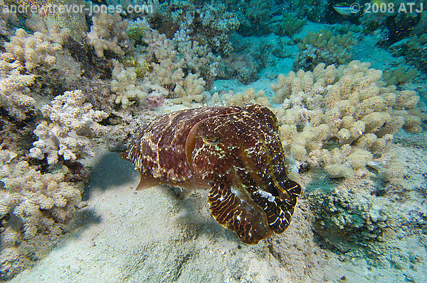 Cuttlefish, Sepia sp.