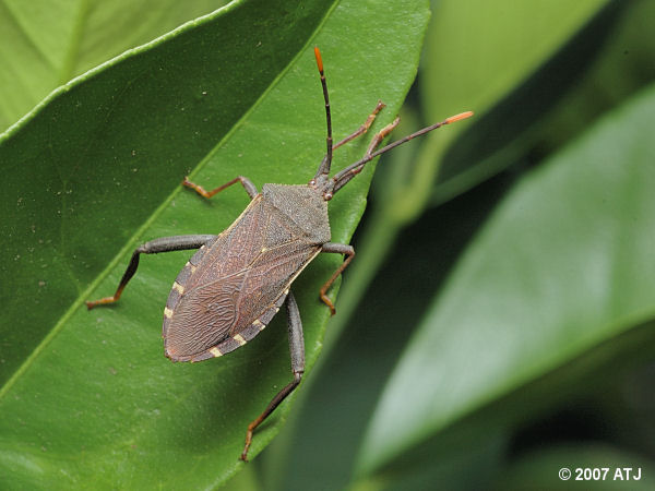 Shield bug, Amorbus sp.