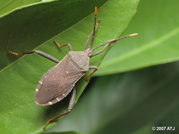 Shield bug, Amorbus sp.