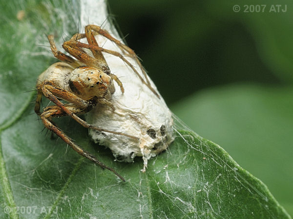 Lynx spider, Oxyopes sp.