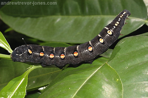Impatiens hawk moth, Theretra oldenlandiae