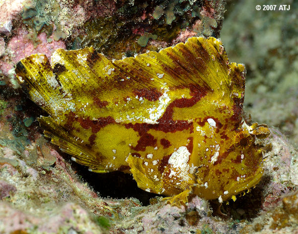 Leaf scorpionfish, Taenianotus tricanthus