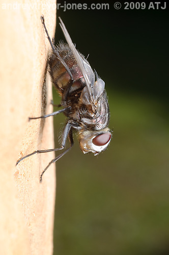 Tachinid fly, Unknown species