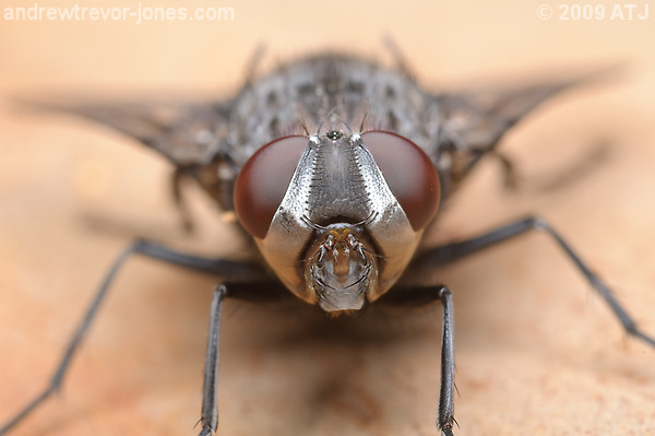 Tachinid fly, Unknown species