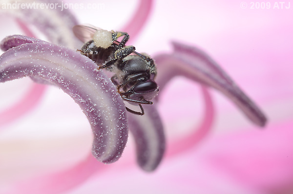 Stingless native bee, Trigona sp.
