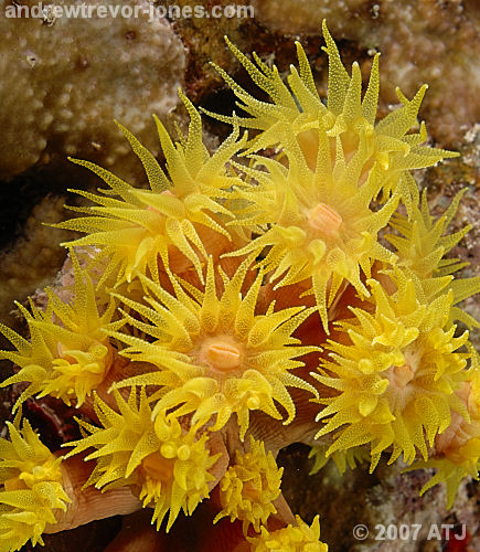 Sun coral, Tubastraea sp.