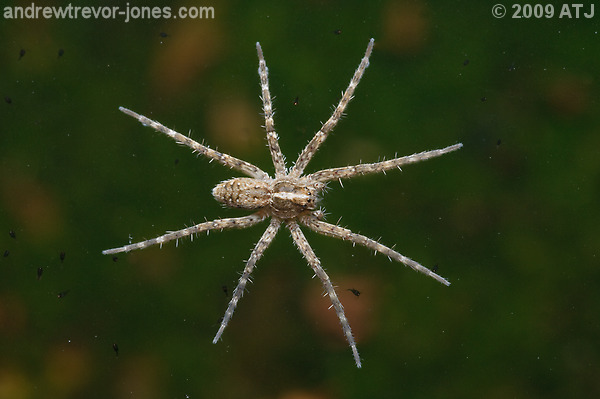 Water spider, Uknown species