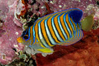 Angelfishes