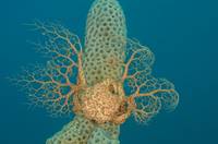 Brittle stars and allies