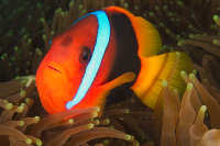 Anemonefishes and Damselfishes