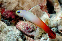 Dart Gobies