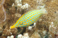 Filefishes and Leatherjackets