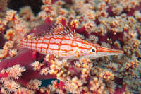 Hawkfishes