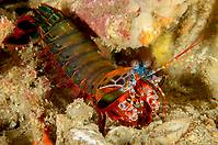 Mantis Shrimps